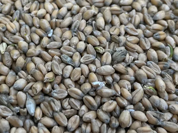 Getreidekörner mit Auswuchs und Pilzen