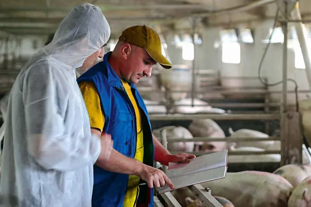 Hygiene im Schweinestall