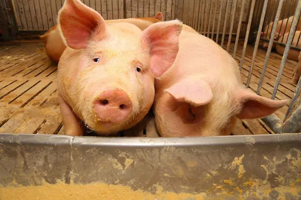 Mastschweine Mastschweine