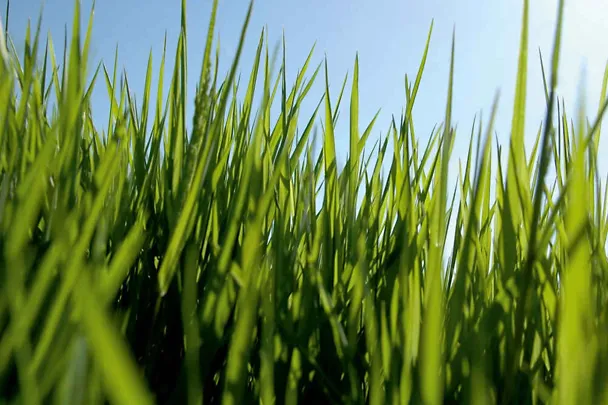 Gras Gras