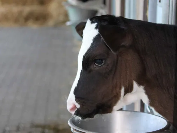 Kalb im Kälberiglu Kalb im Kälberiglu