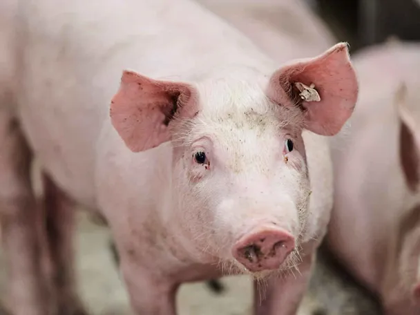 Schwein Schwein