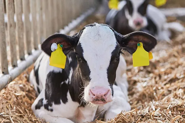 Holstein Kalb im Stroh