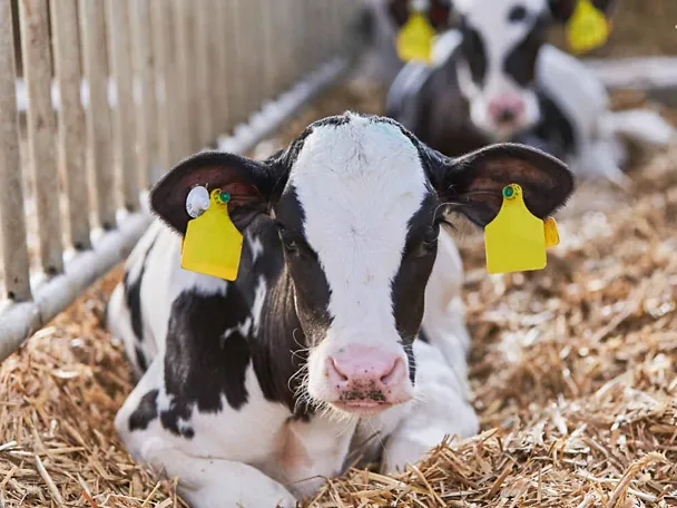 Holstein Kalb im Stroh