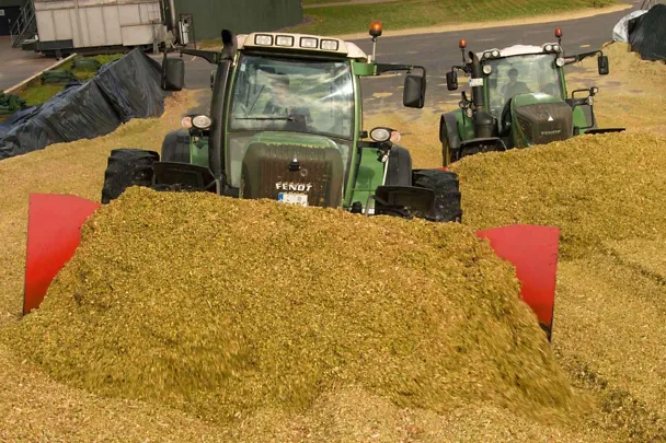 Maissilage Maissilage
