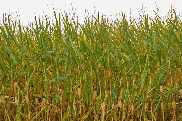 Trockengeschädigter Mais Trockengeschädigter Mais