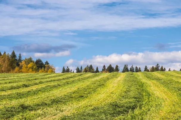 Herbstsilagen