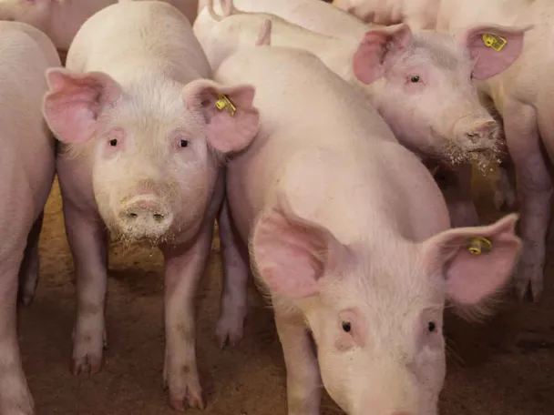 Schweine Schweine