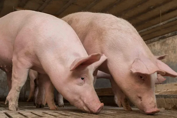 Mastschweine Mastschweine
