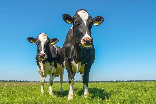 Im Sommer die Milchleistung halten mit RINDAMIN BP