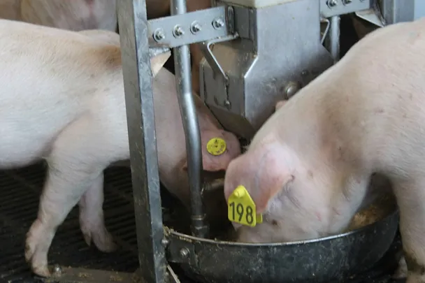 Mastschweine am Trog Mastschweine am Trog