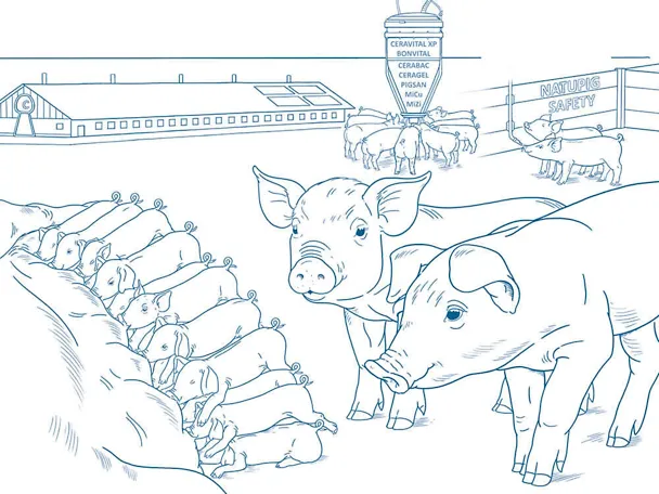 Ferkelaufzucht mit dem SCHAUMANN-Konzept