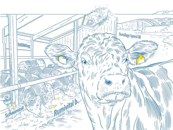 Bullenfütterung mit SCHAUMANN