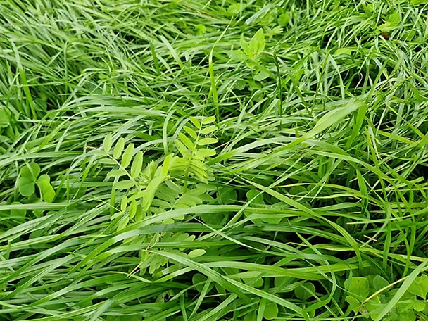 Gräsermischung GREENSTAR TRIATHLON