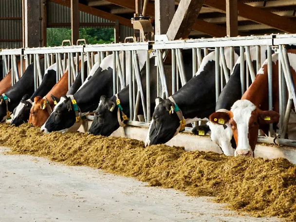 Rinder fressen Futter Rinder fressen Futter