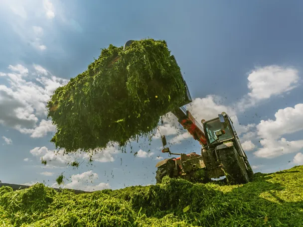 Radlader mit Grassilage